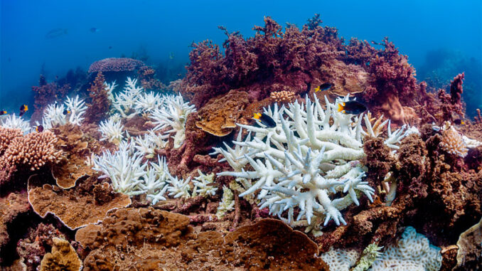 gran-barrera-de-coral-1